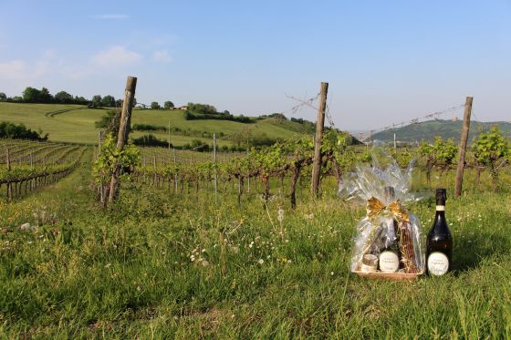 Civediamo Geschenkboxen im Weingarten in Italien © R. Vidmar / echonet.at