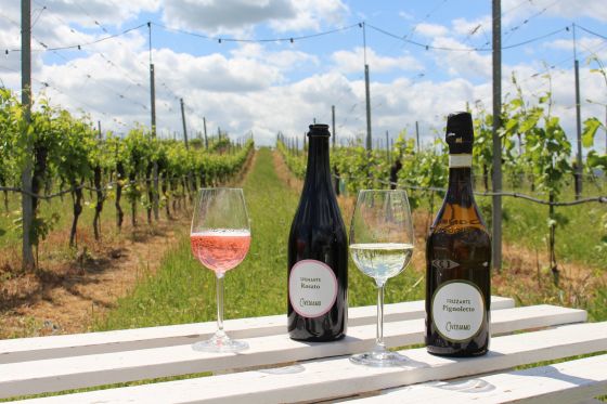 Pignoletto Frizzante & Spumante Rosato im Weingarten © R. Vidmar / echonet.at