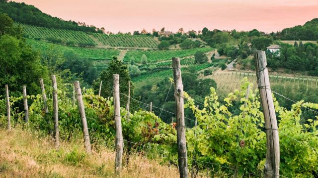 Landschaft in der Colli Bolognesi mit Weinbergen | 16:9 © 123rf.com | 82039380